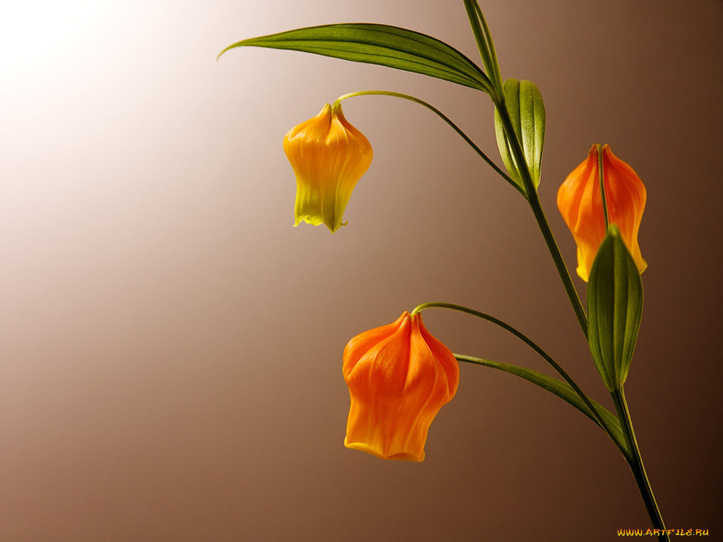 цветы, сандерсония, золотой, ландыш