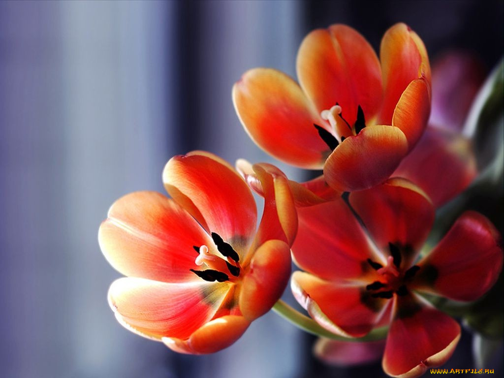 цветы, тюльпаны