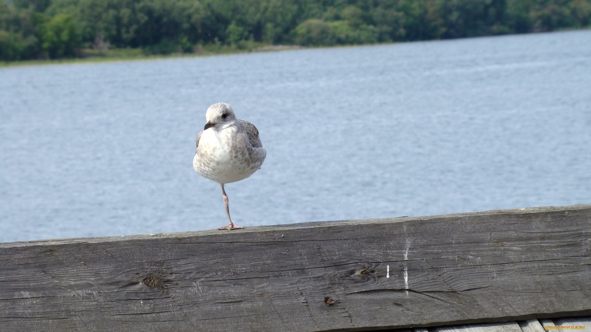 животные, Чайки, бакланы, крачки