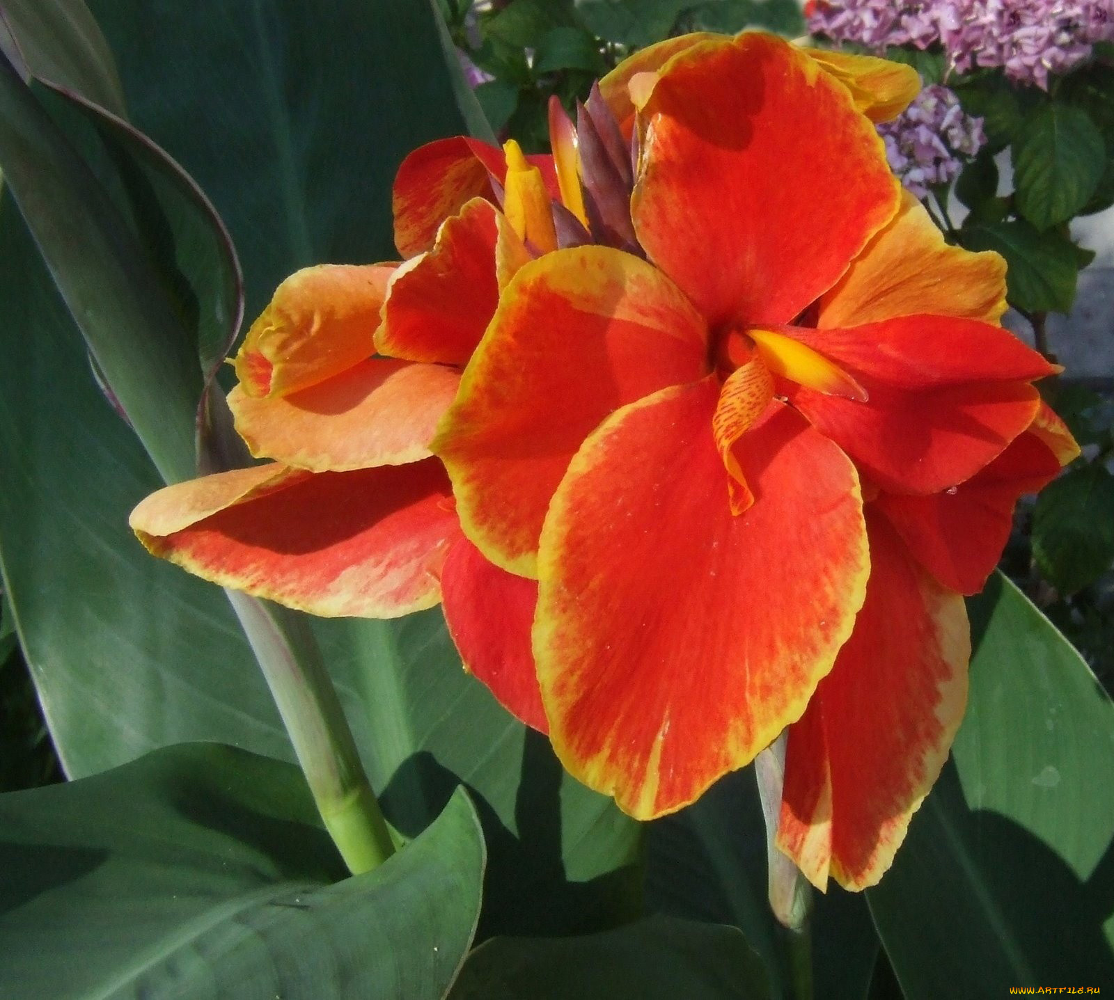 канна, цветы, двухцветный