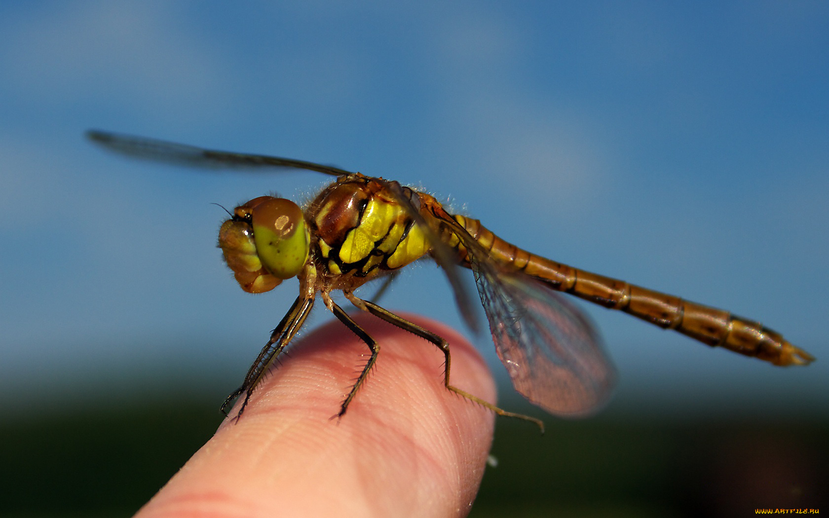 животные, стрекозы, палец, стрекоза