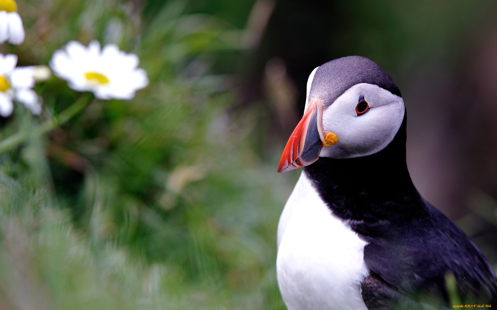 животные, тупики, тупик