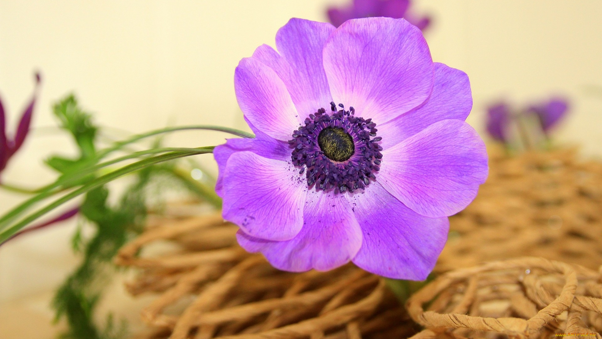 цветы, анемоны, адонисы, сиреневый