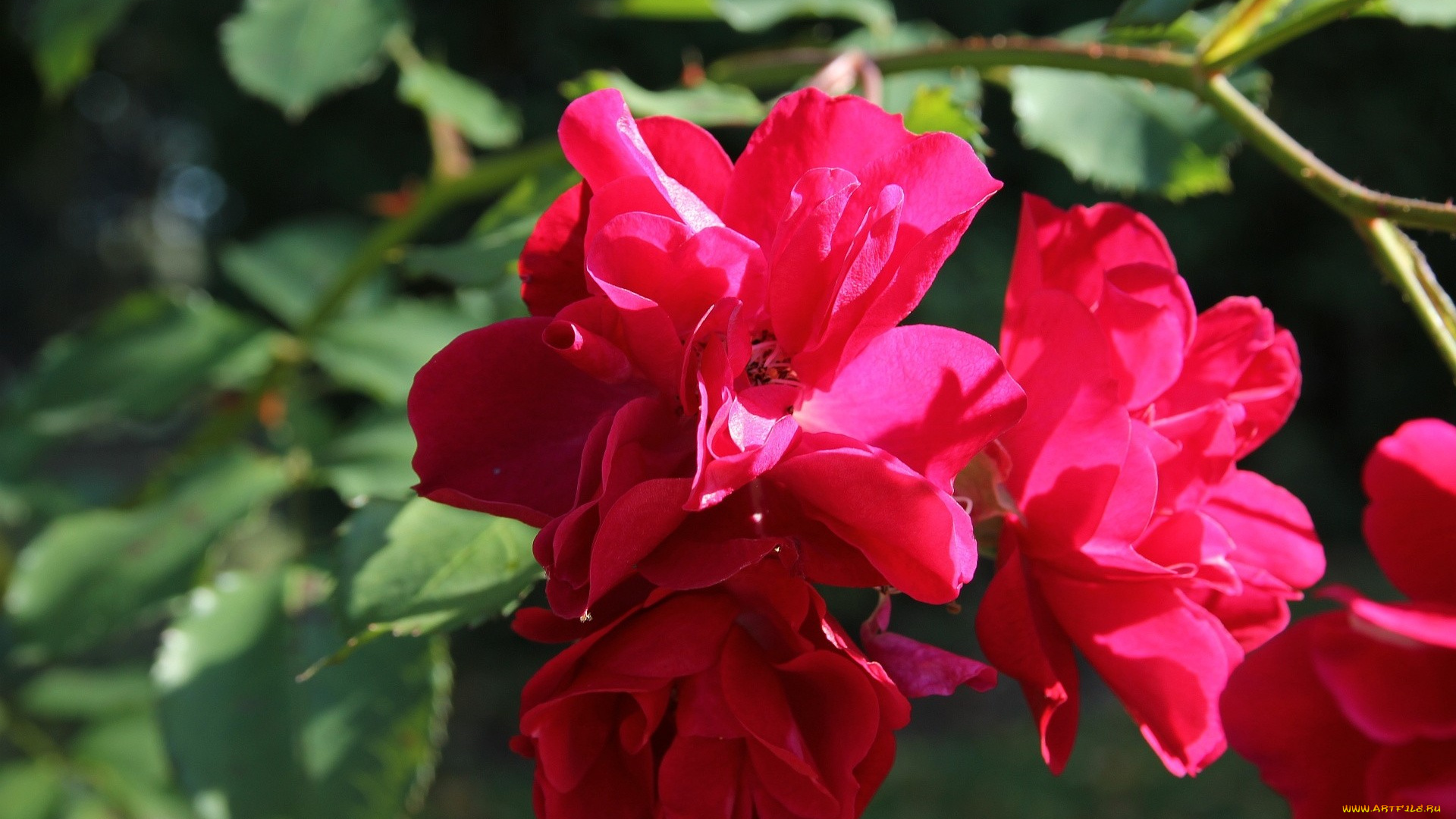 цветы, розы, красный