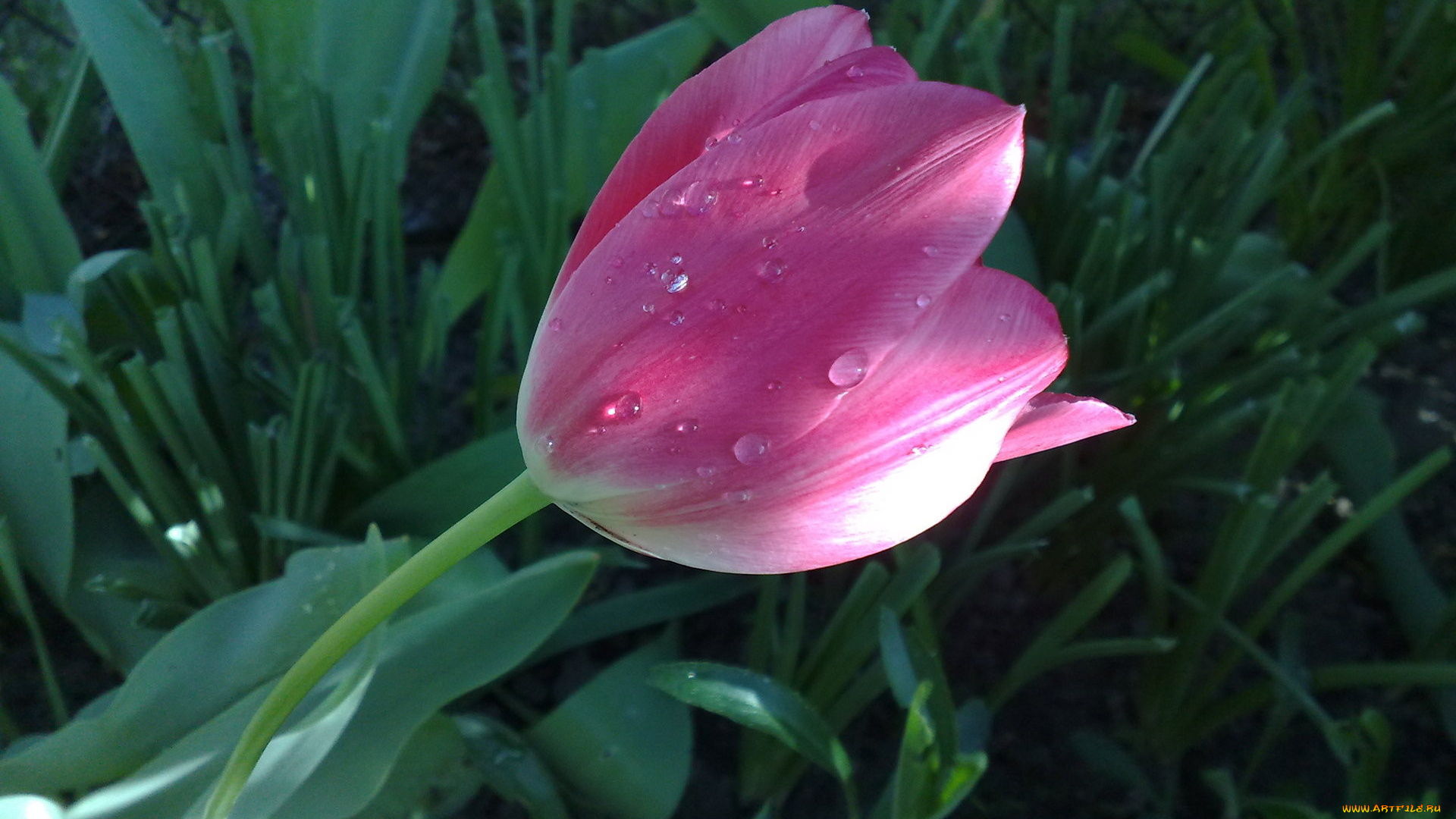 цветы, тюльпаны, розовый, капли, роса