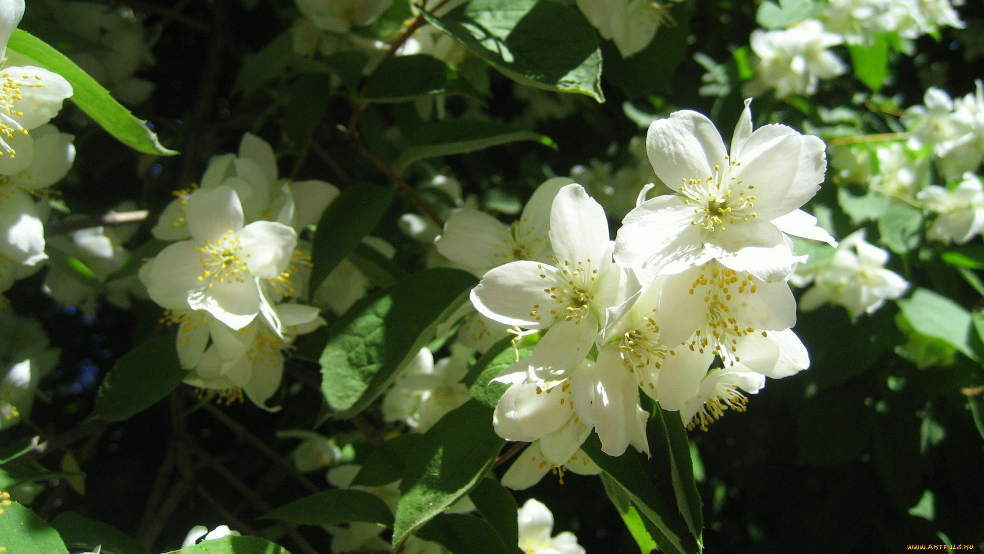 цветы, жасмин, май, весна, душистый, белый