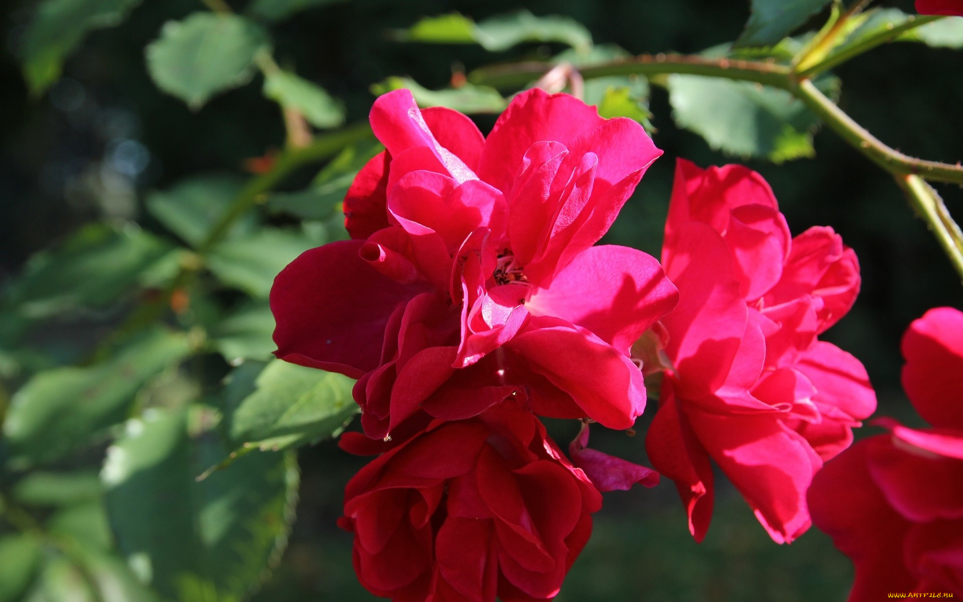 цветы, розы, красный