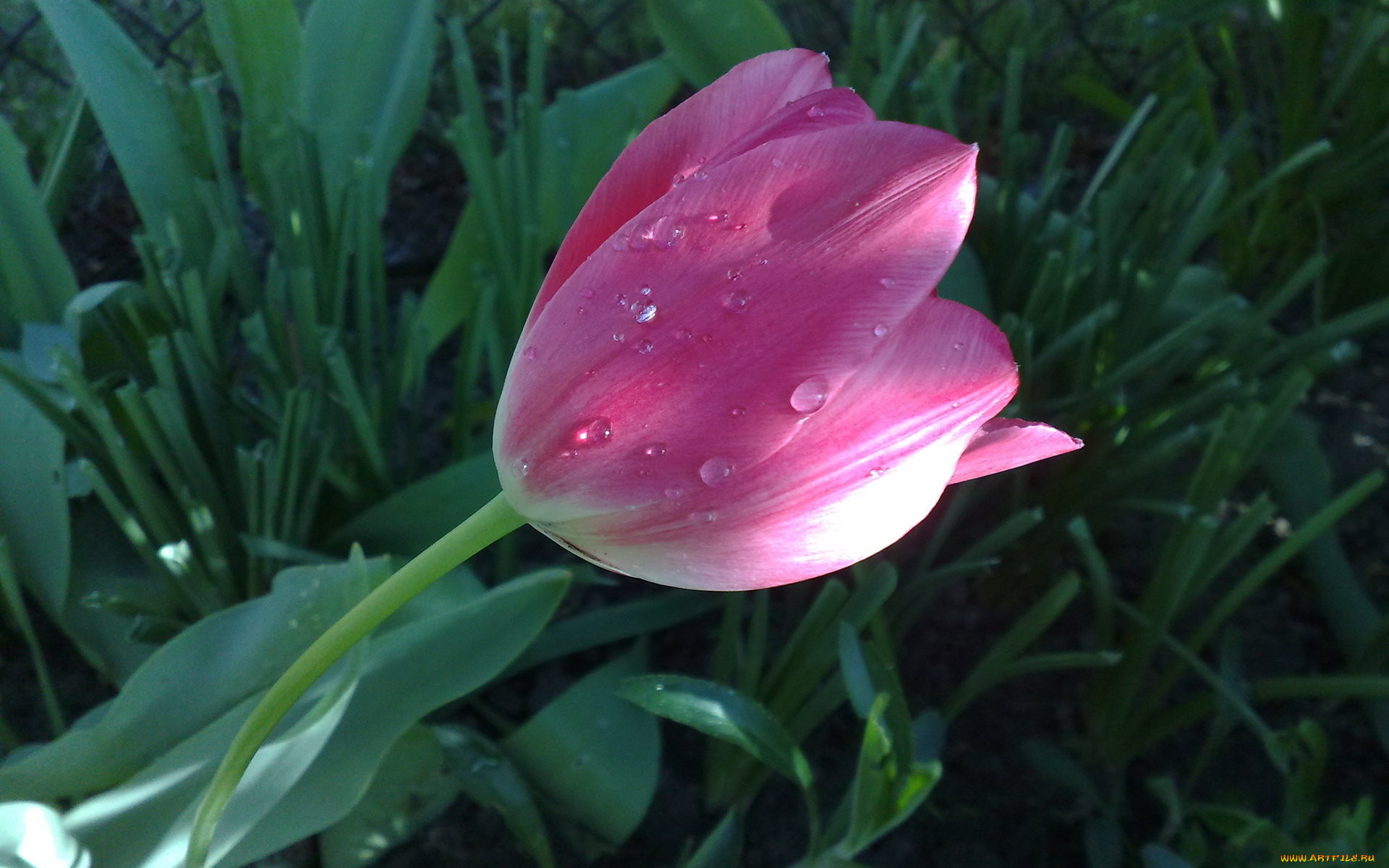 цветы, тюльпаны, розовый, капли, роса