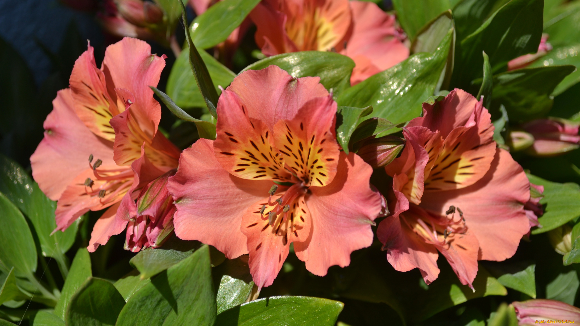 цветы, альстромерия