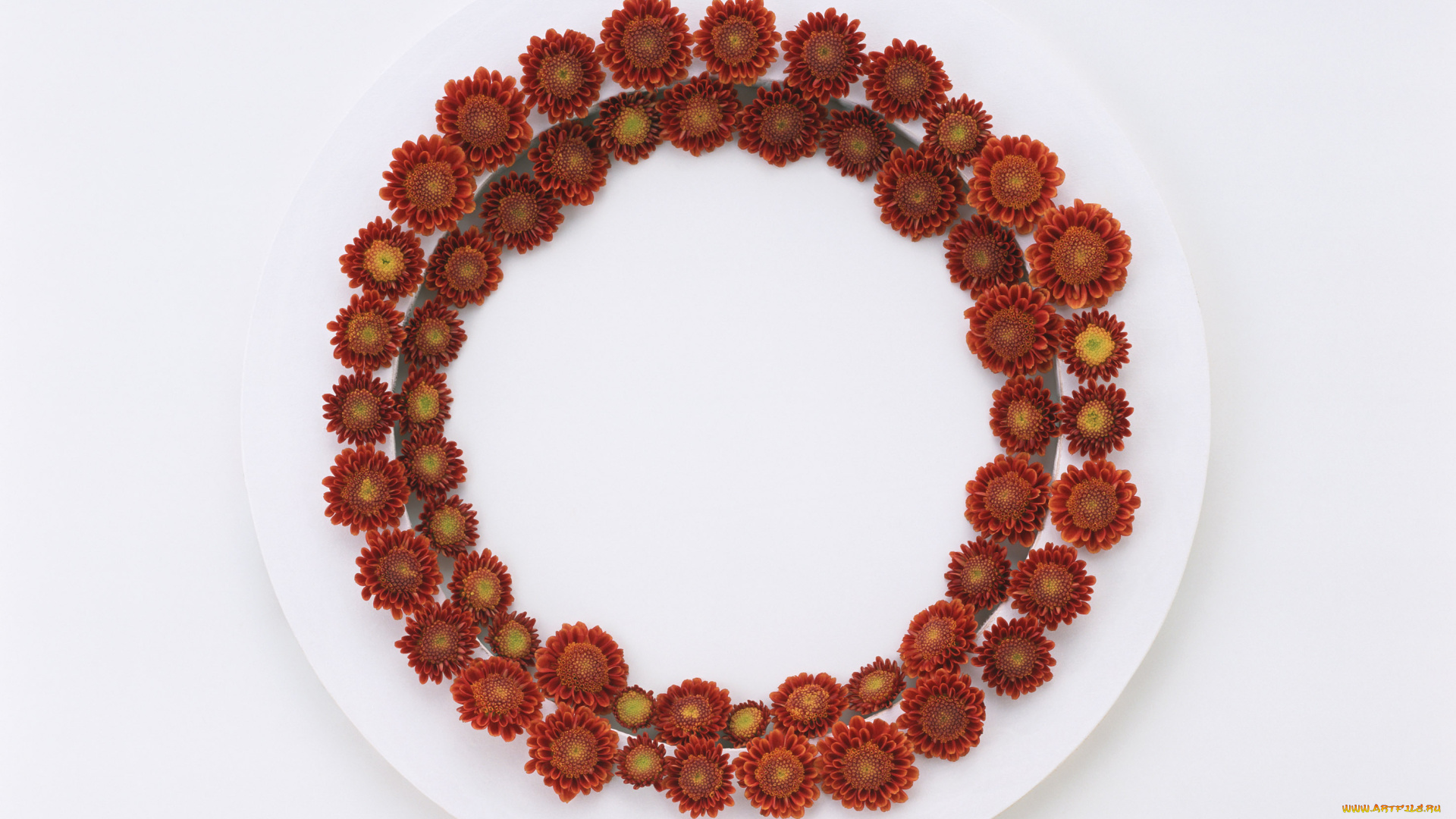 цветы, хризантемы, лепестки, венок