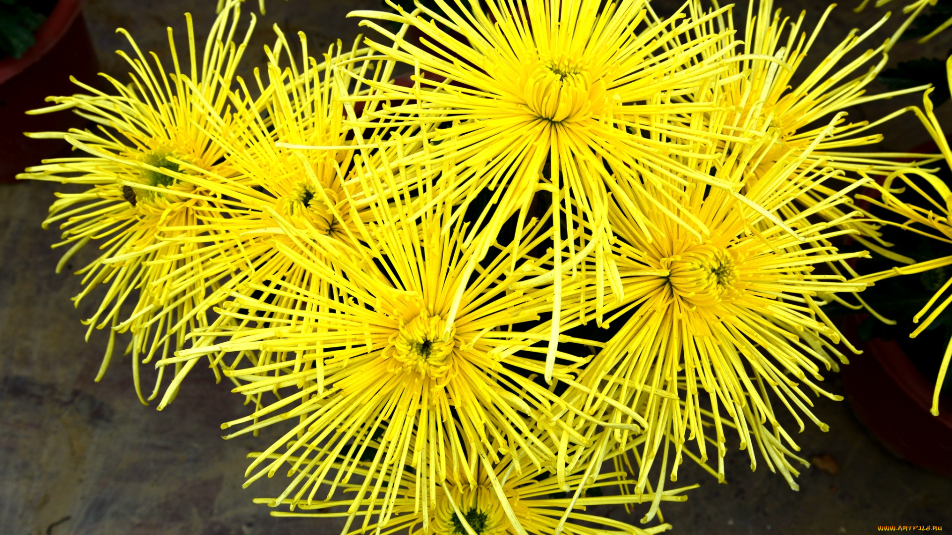 цветы, хризантемы, желтый, лохматый