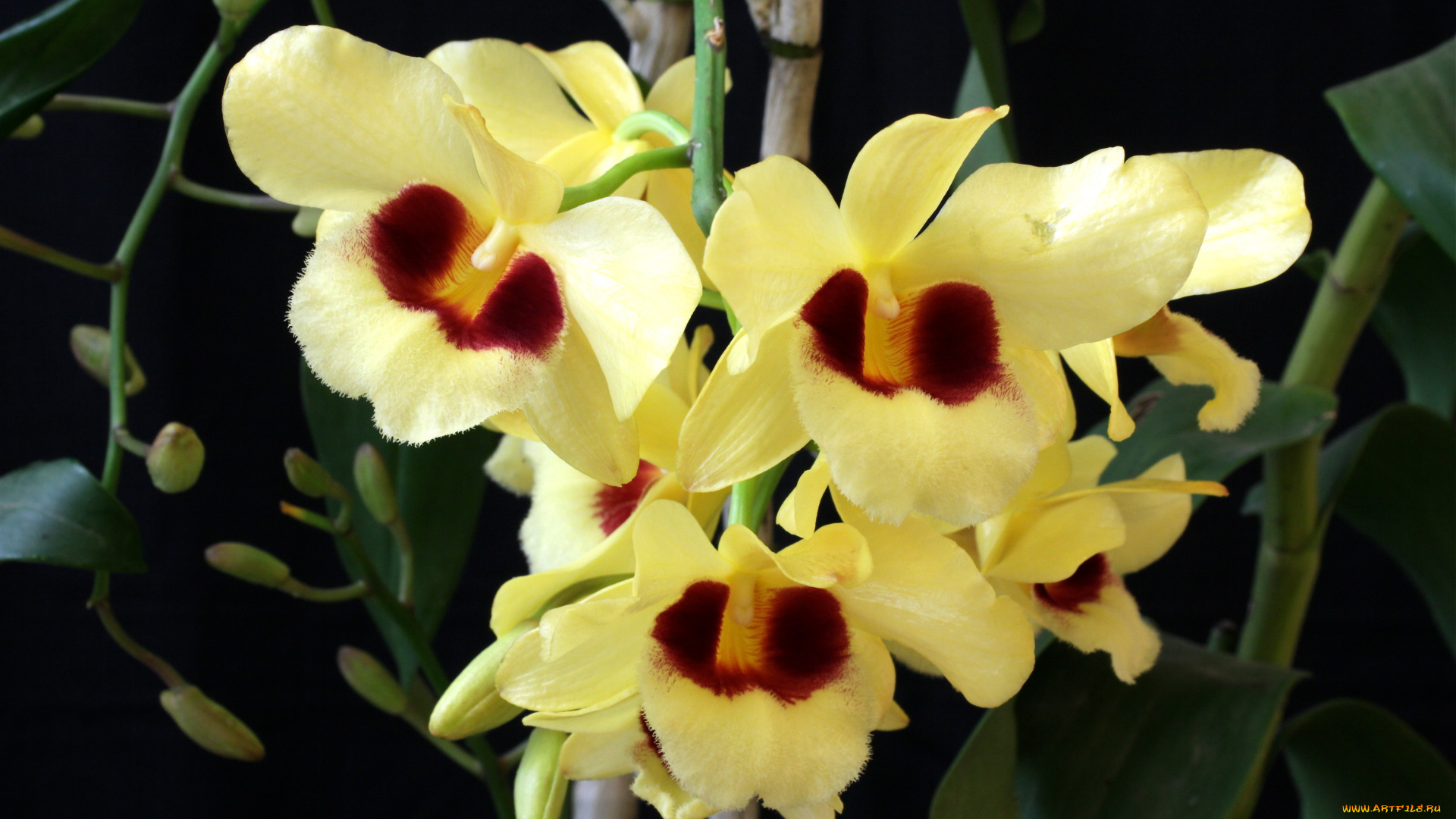 цветы, орхидеи