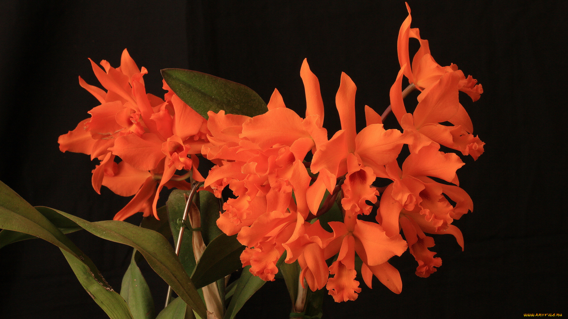 цветы, орхидеи
