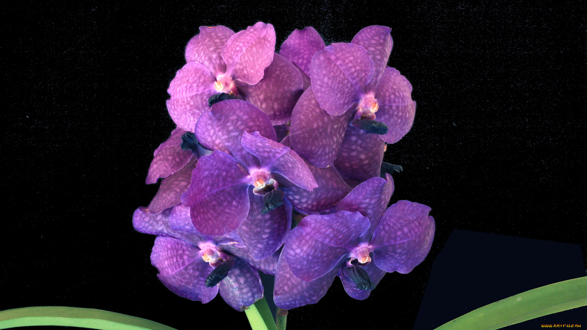 цветы, орхидеи