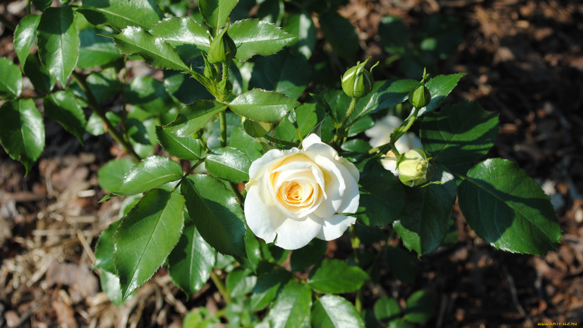 цветы, розы, куст, роза, бутоны