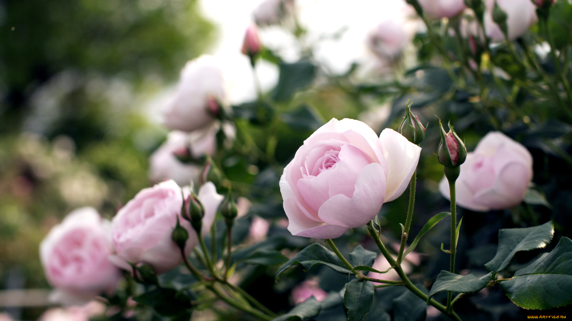цветы, розы, куст, розовый