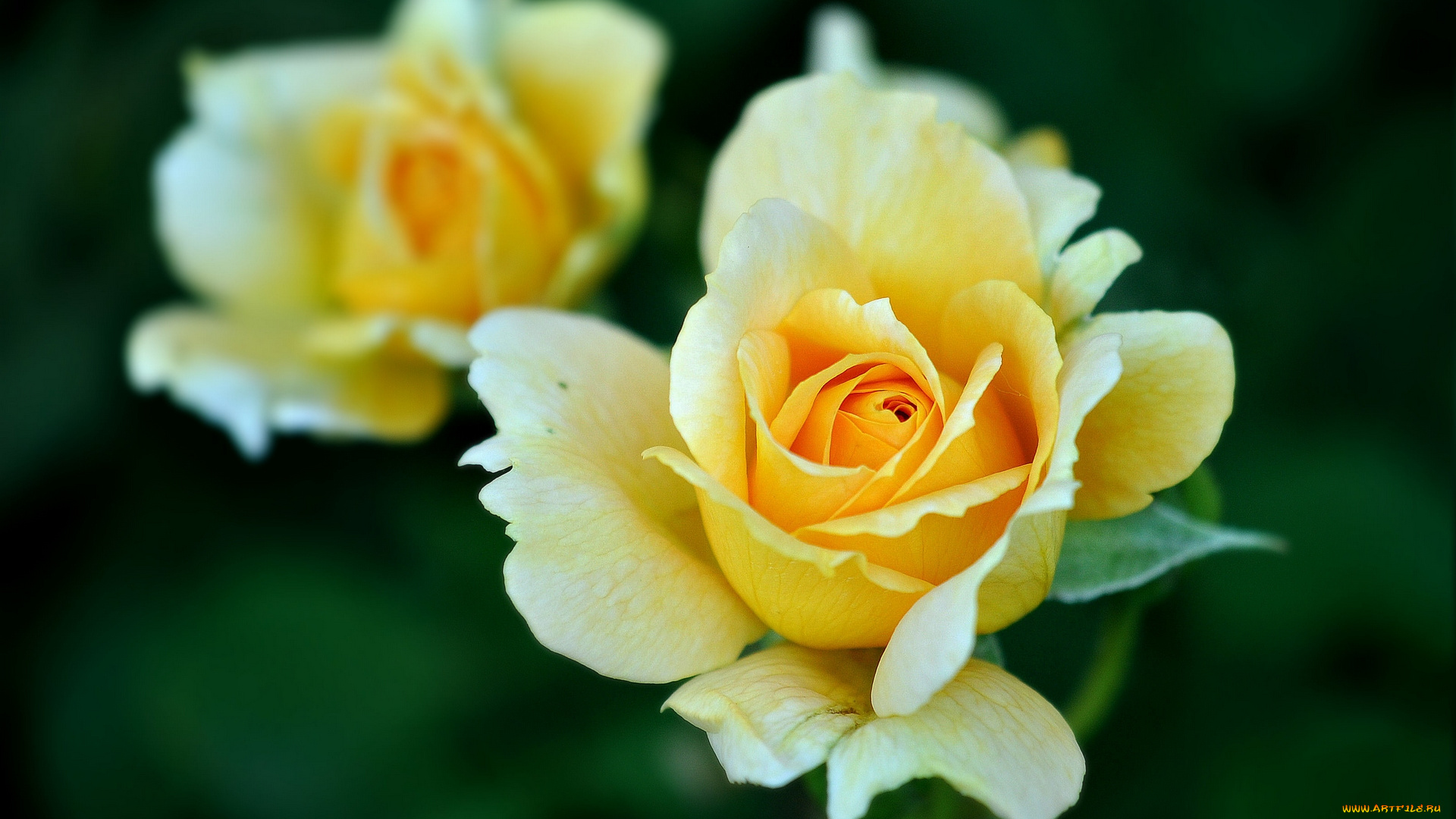 цветы, розы, лепестки