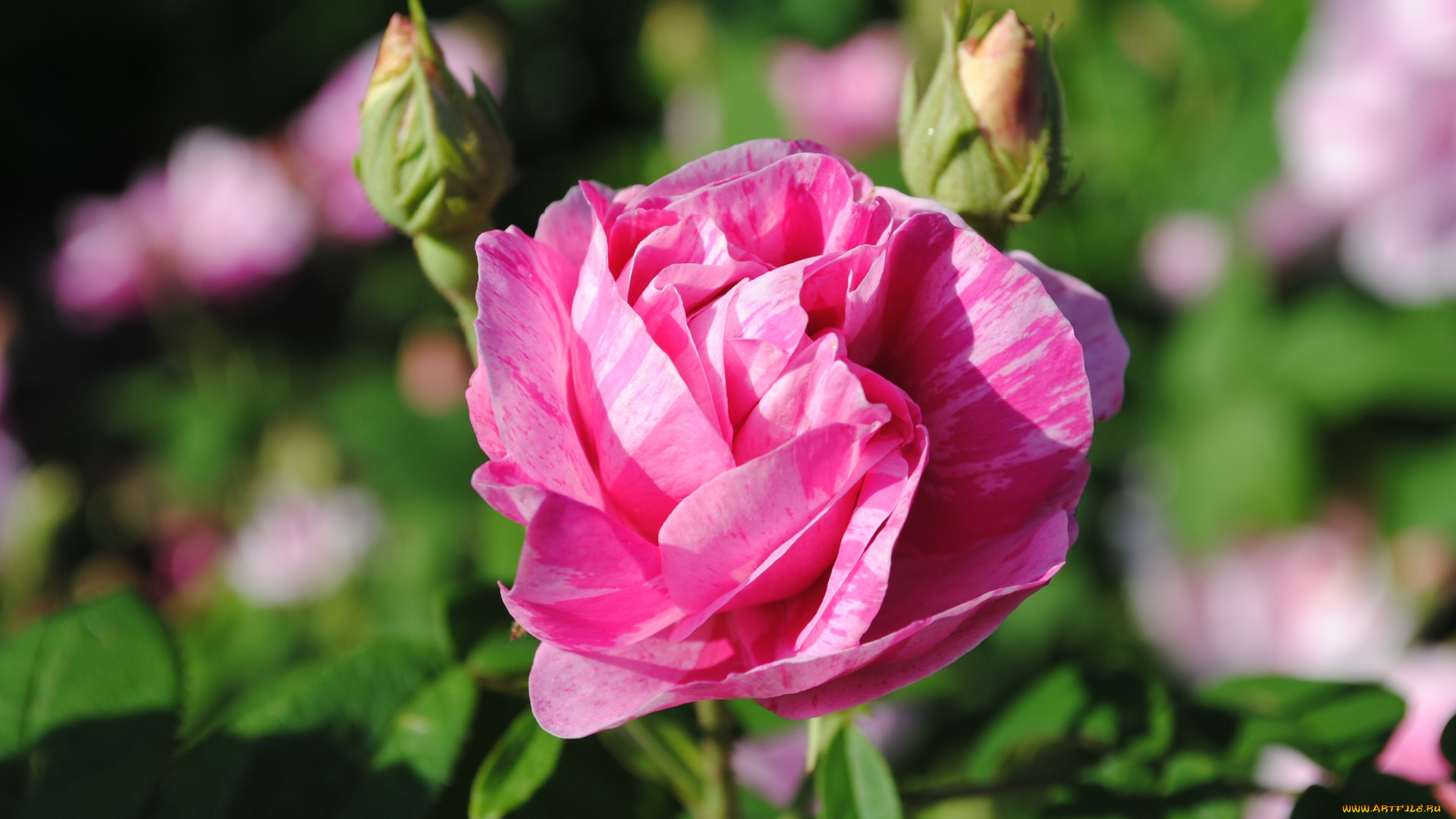 цветы, розы, розовый, пестрый, бутоны