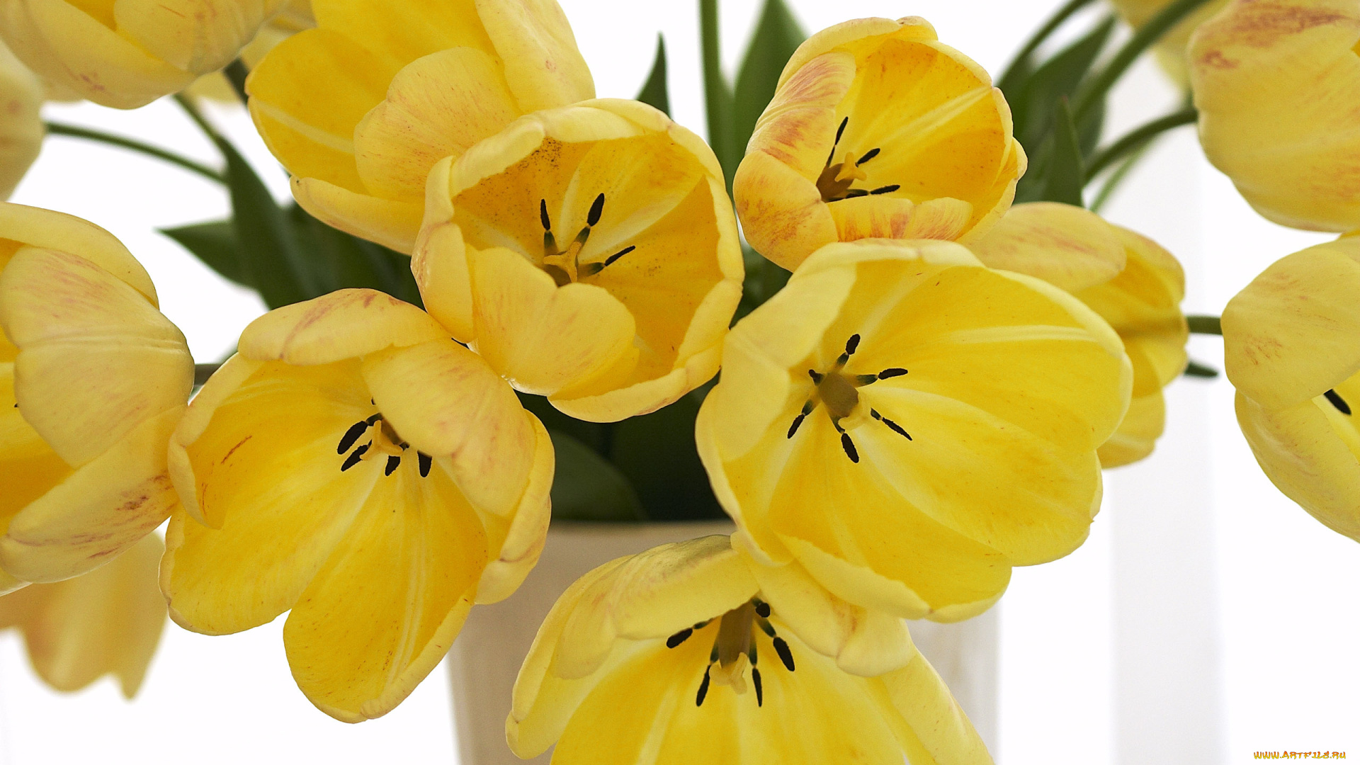 цветы, тюльпаны, желтый