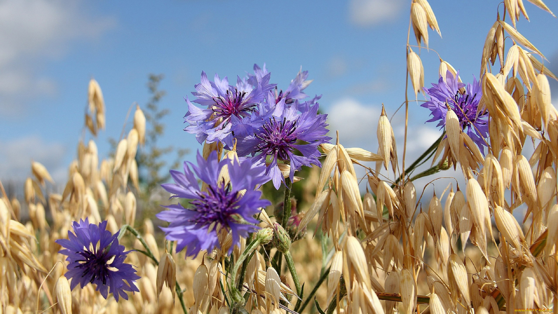 цветы, васильки, колосья