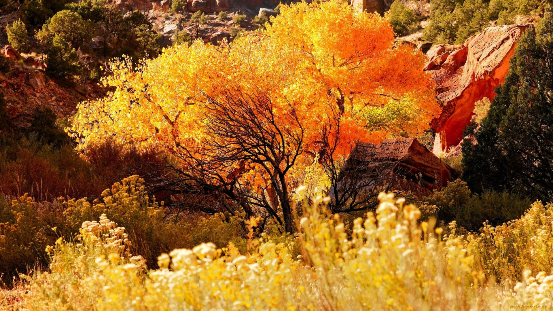 природа, деревья, скалы, дерево, трава, осень