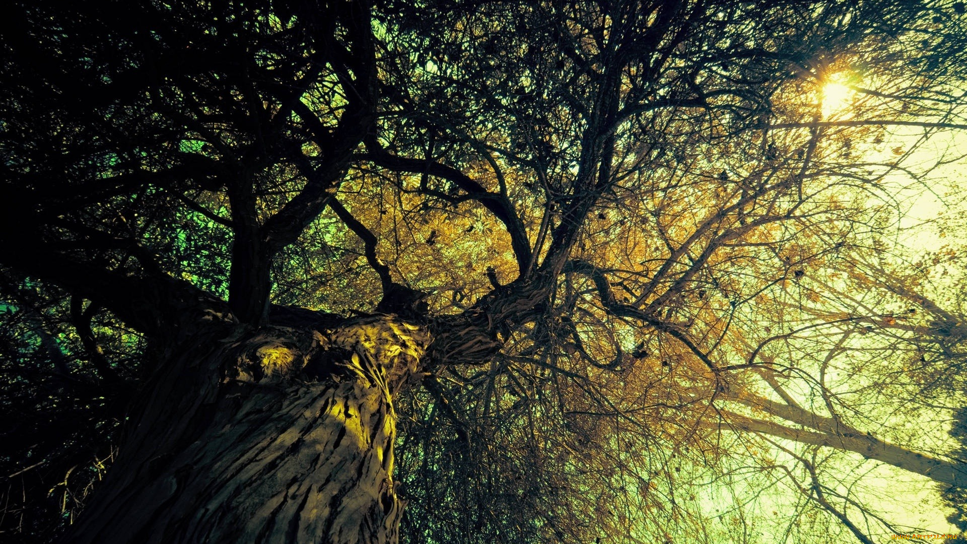 природа, деревья, ствол, солнце, осень, дерево