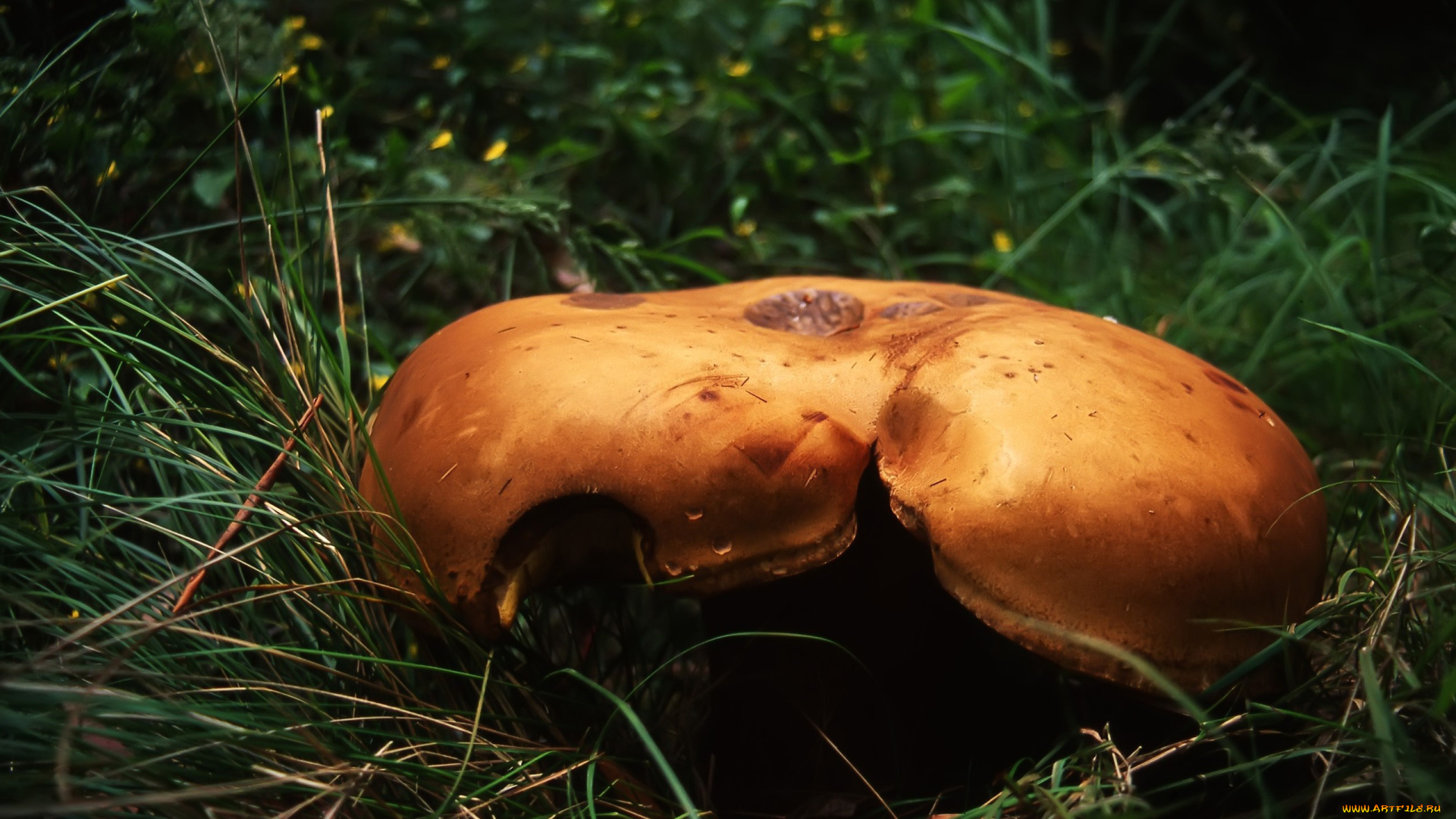 природа, грибы, трава, шляпка