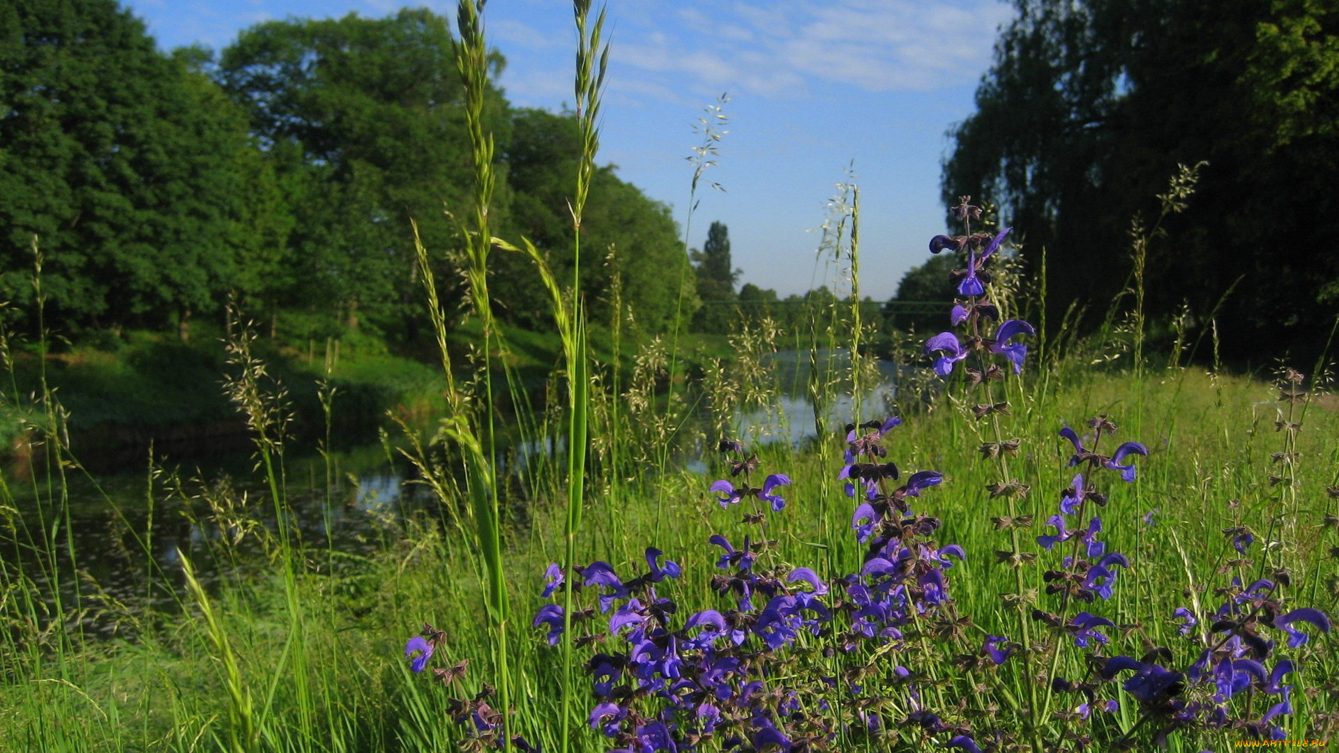 природа, реки, озера, лето, цветы, трава, деревья, река