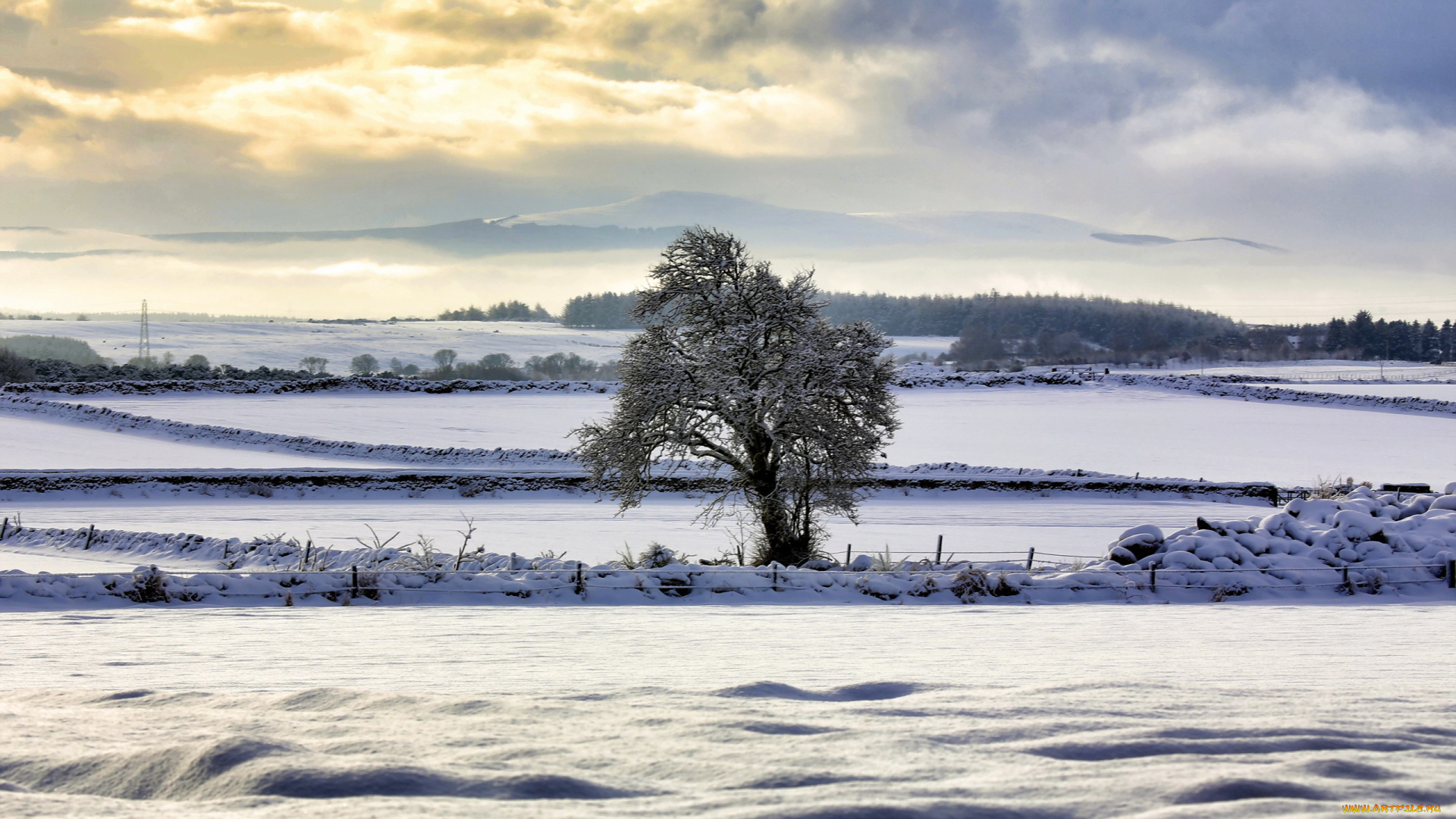 природа, зима, поле, дерево