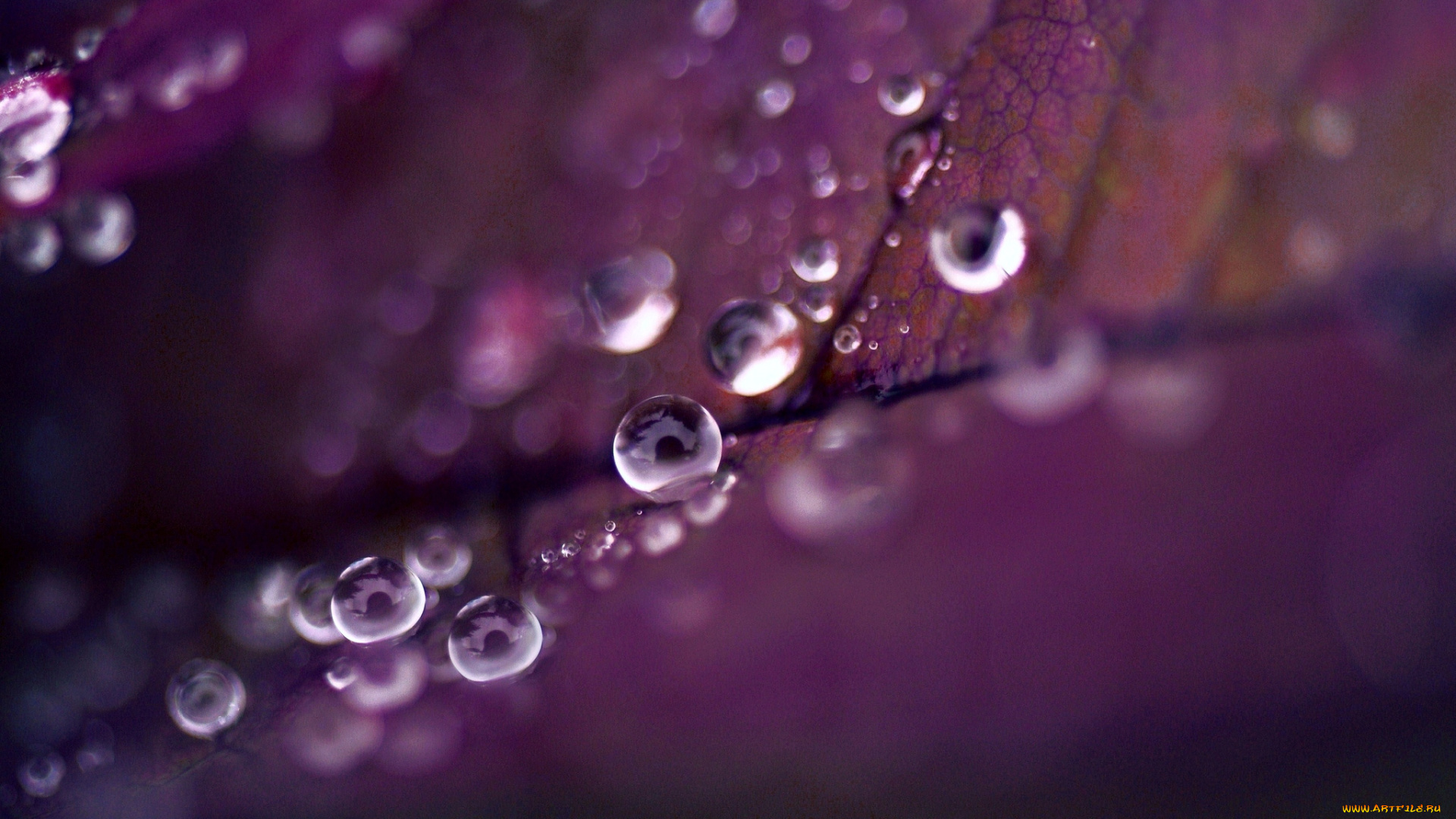 разное, капли, брызги, всплески, лиловый