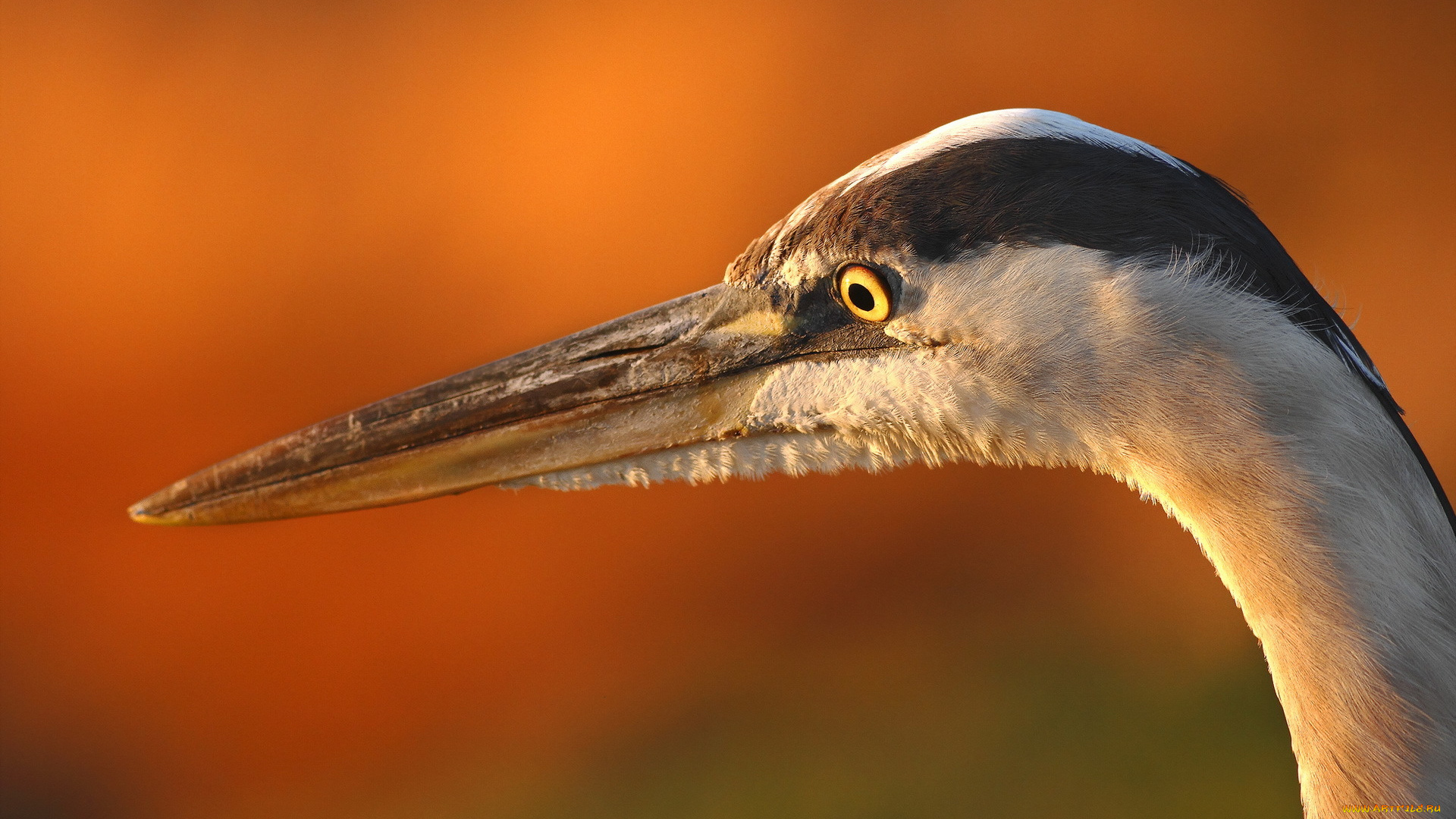 животные, цапли, макро, птица, heron