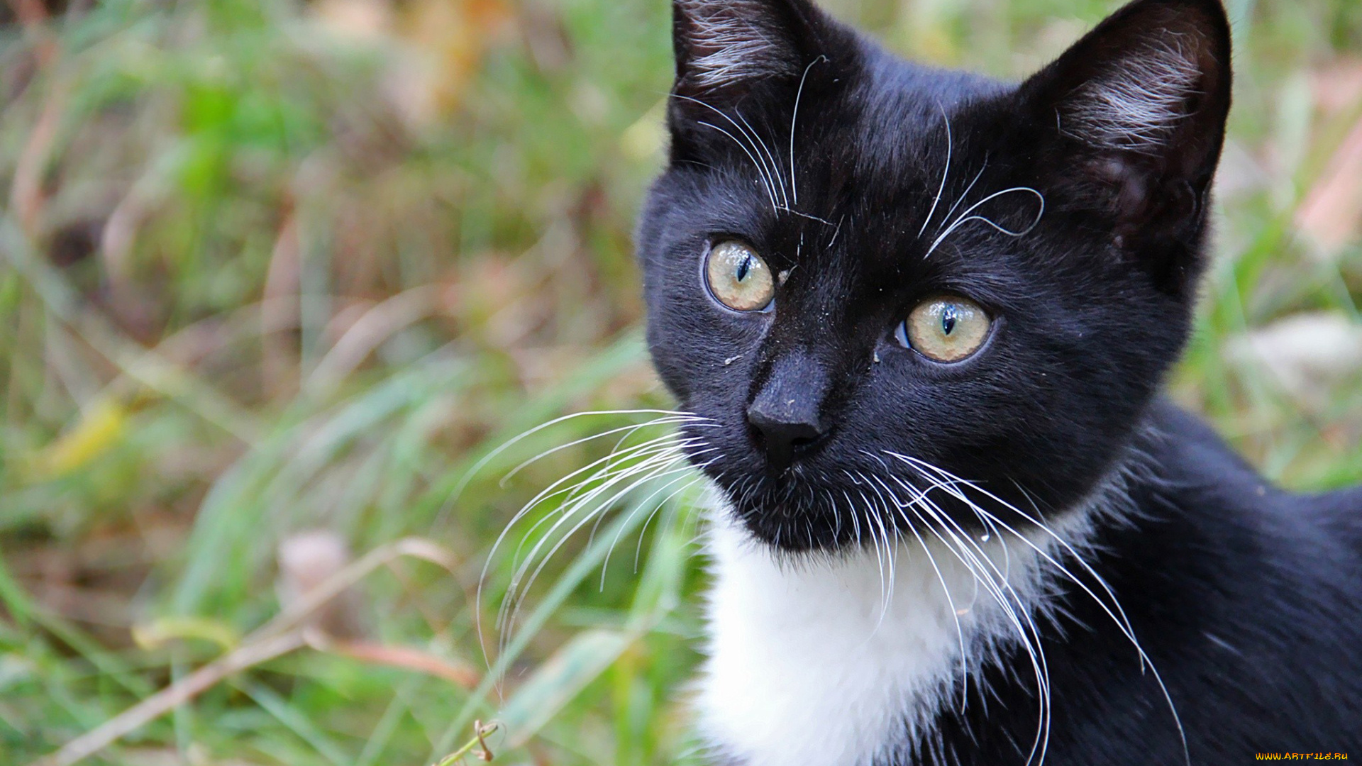 животные, коты, черный, белый