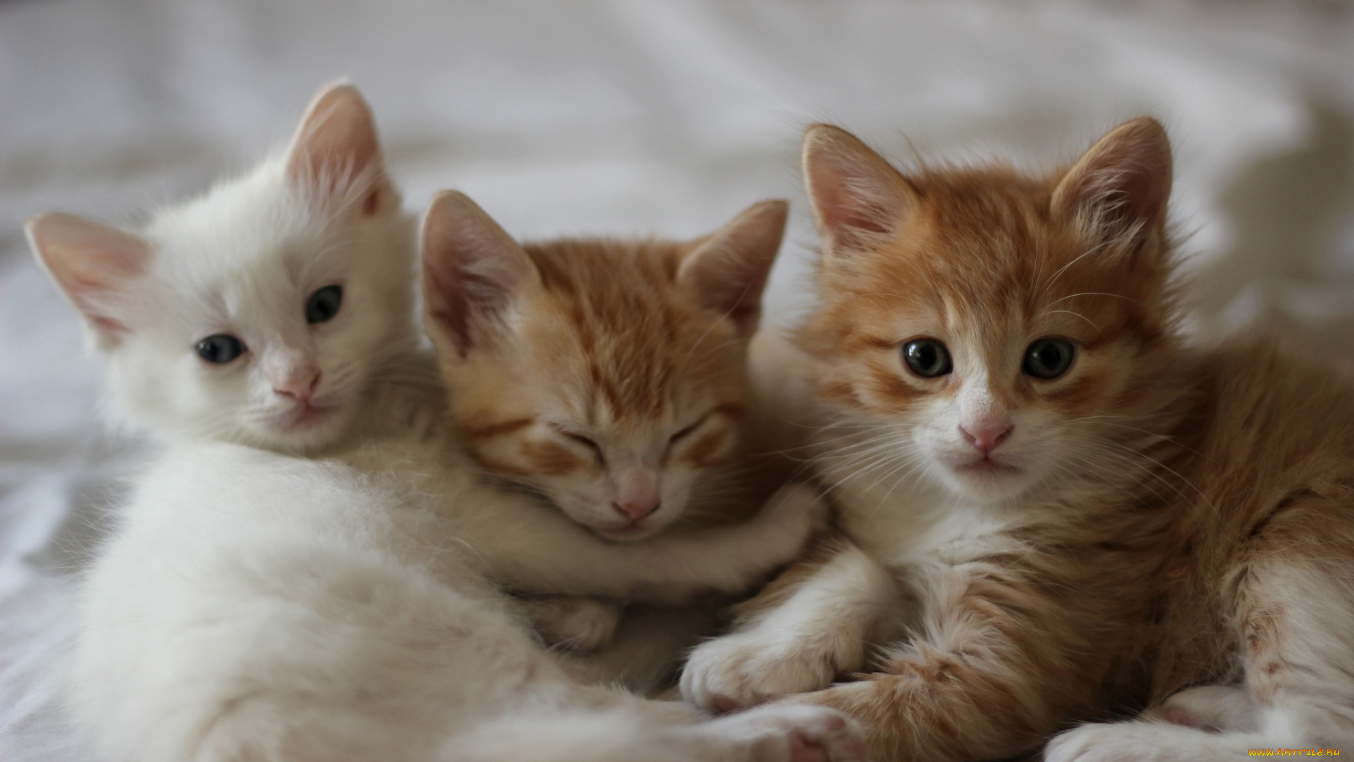 животные, коты, котята, рыжие