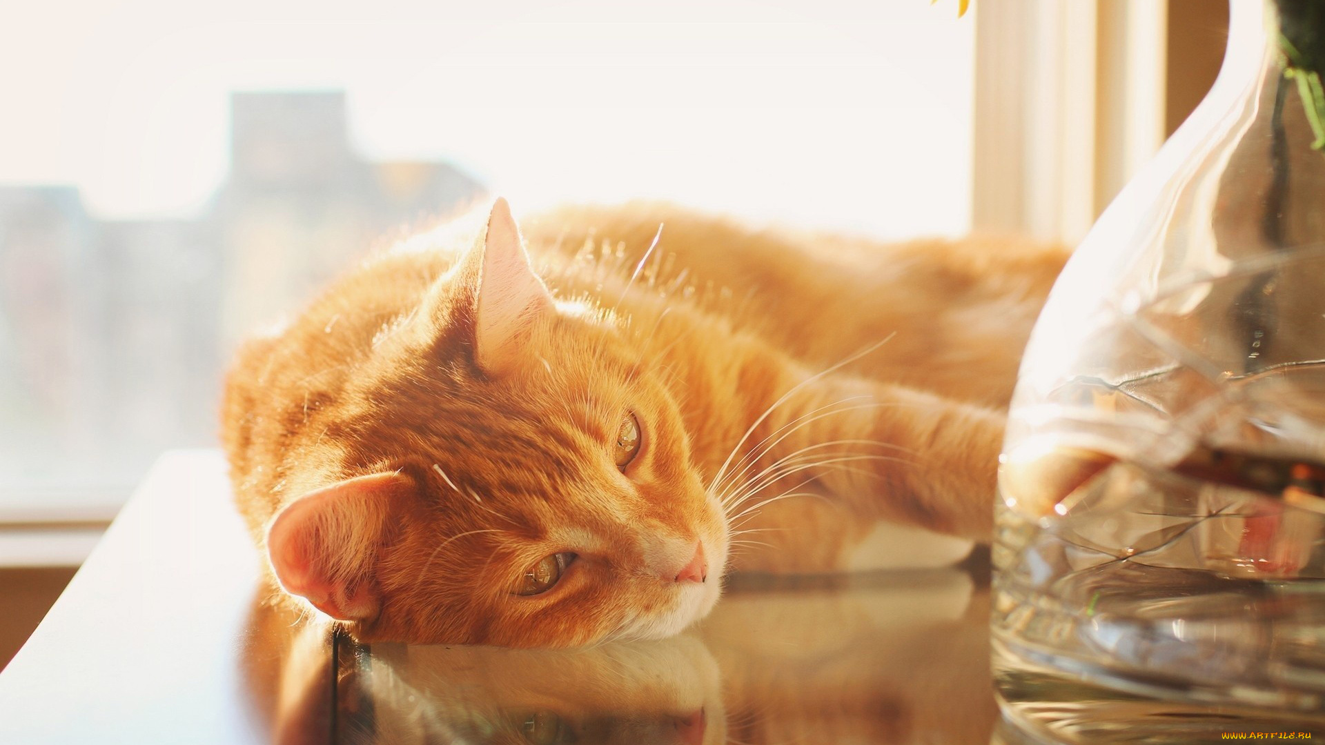 животные, коты, рыжий