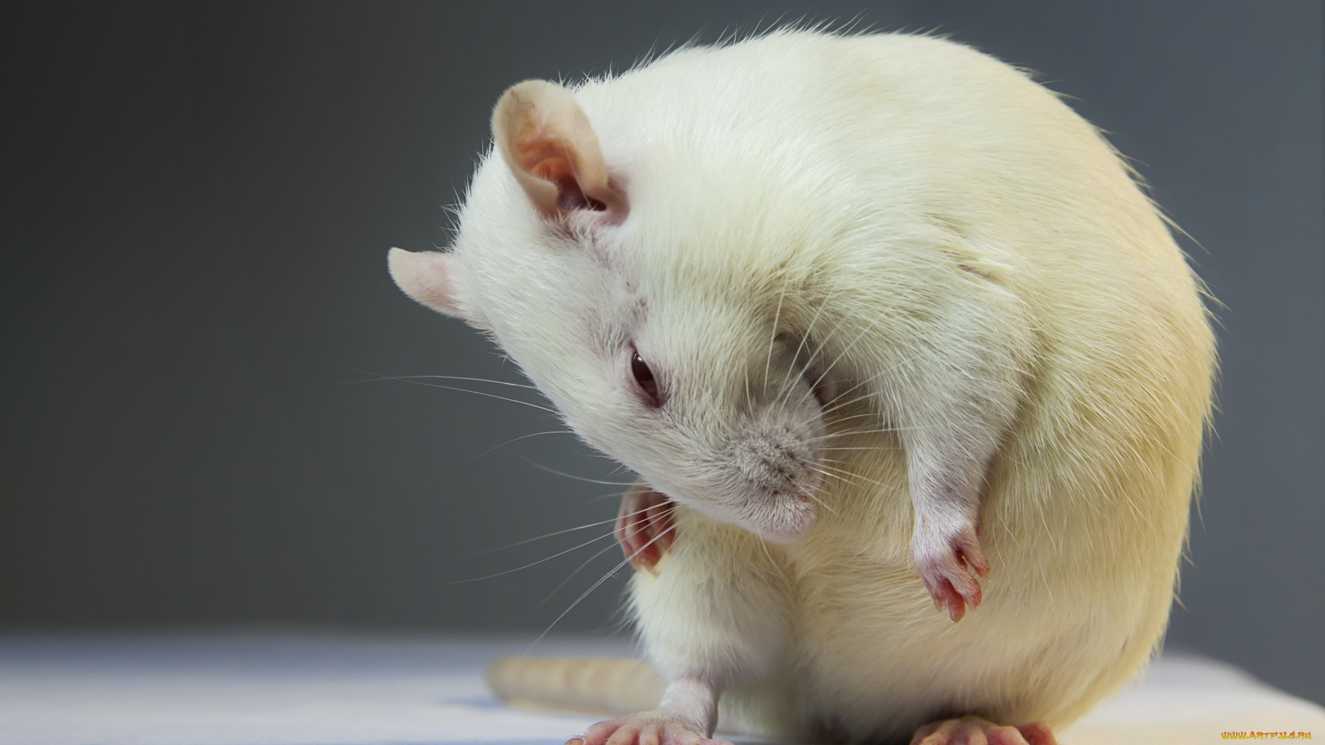 животные, крысы, мыши, белый