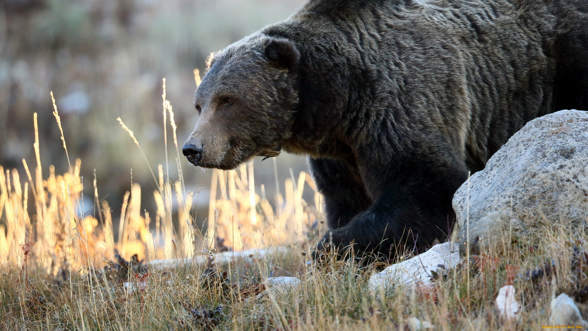животные, медведи, природа, grizzly, bear