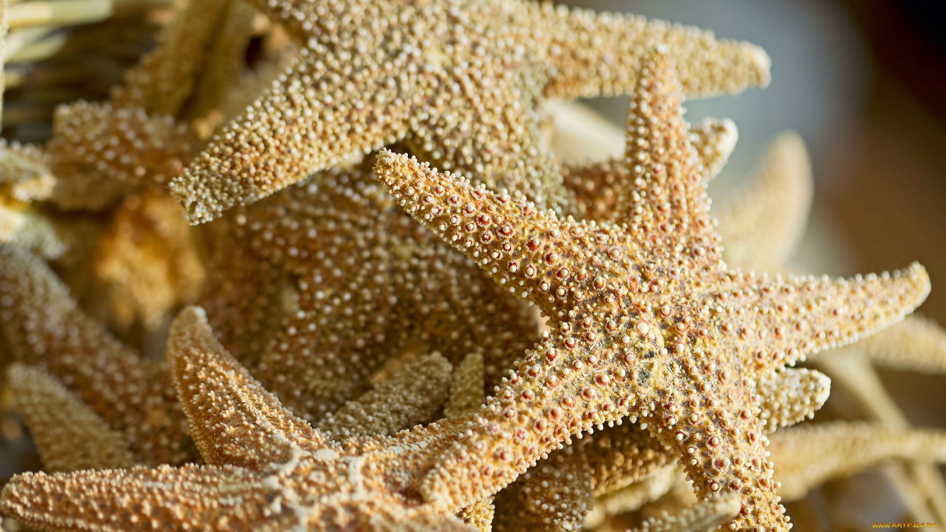 животные, морские, звёзды, природа, макро