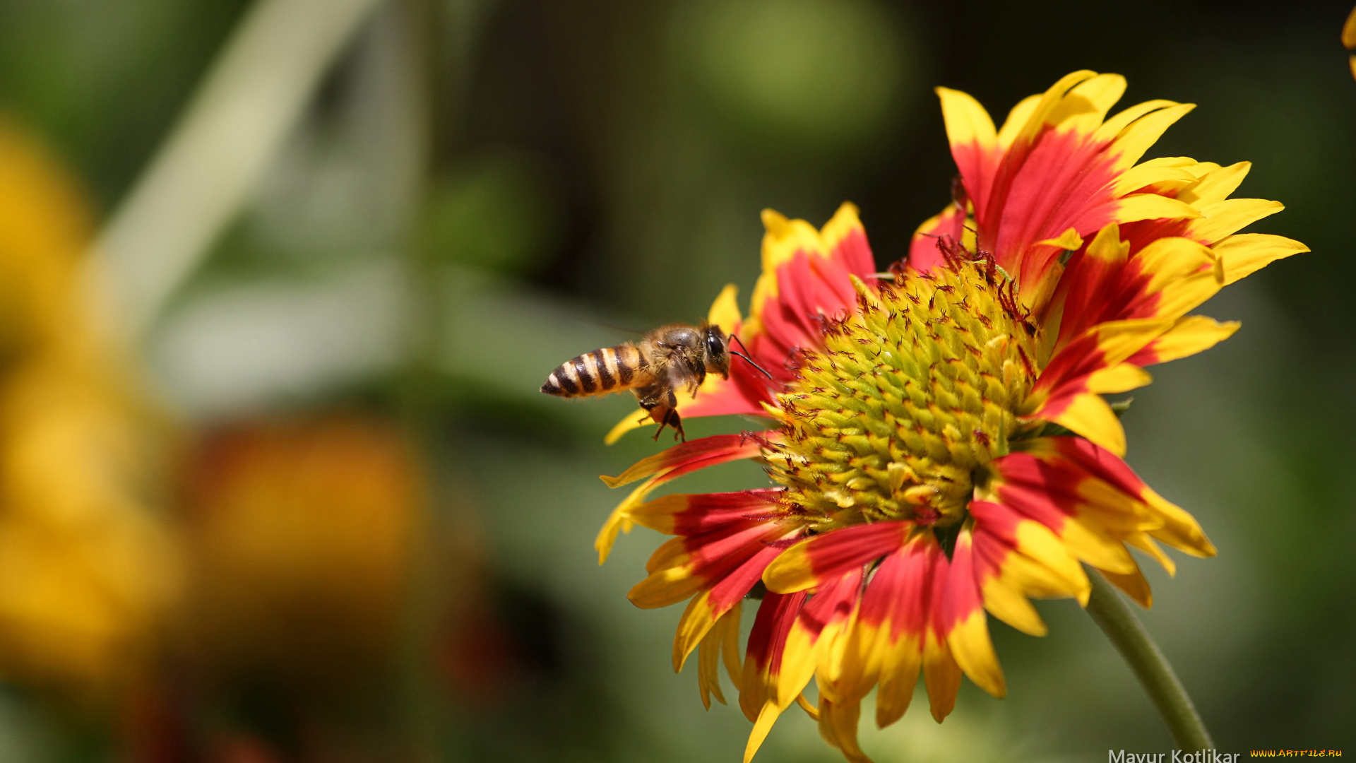 животные, пчелы, осы, шмели, пчела, цветок