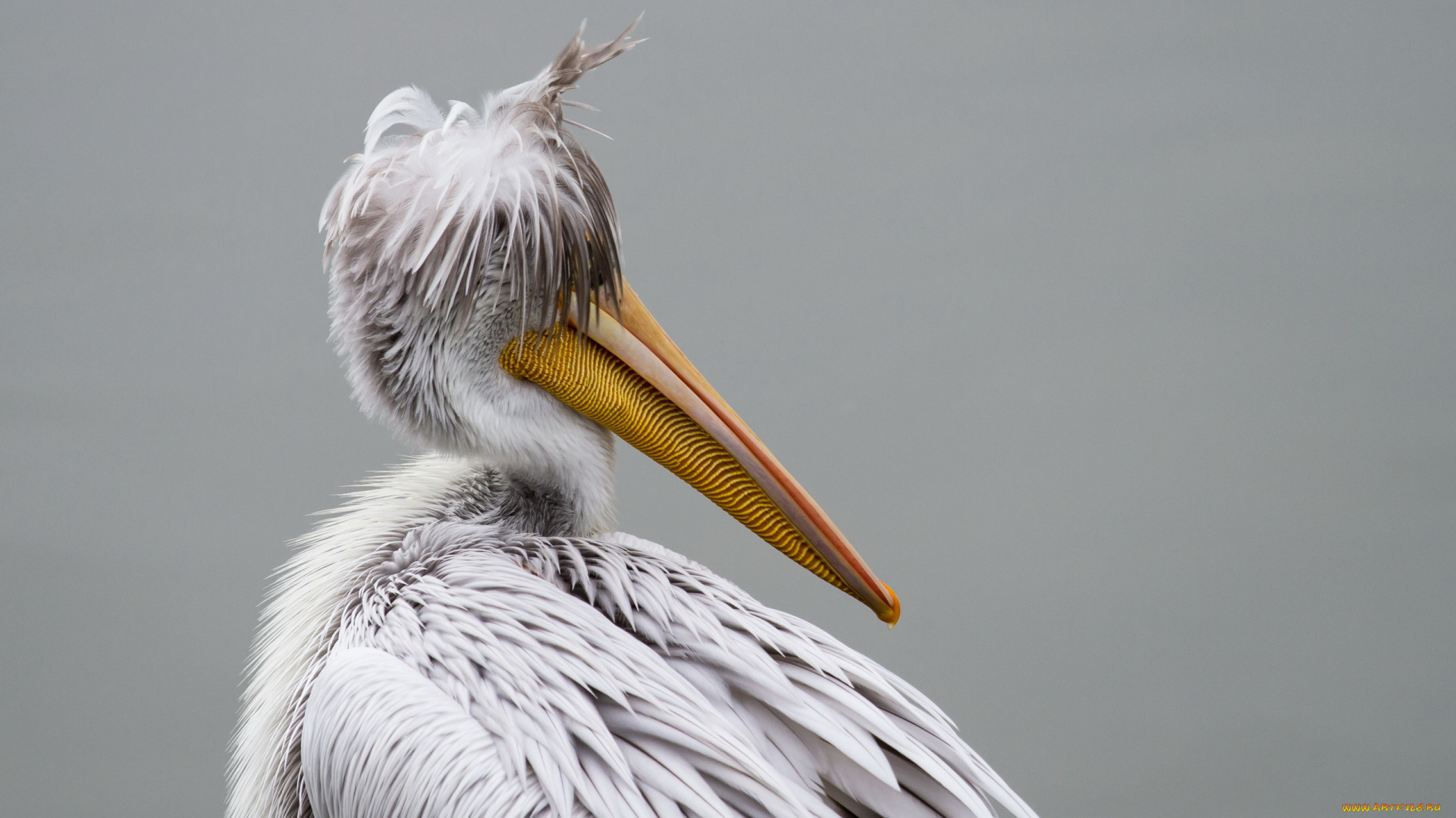 животные, пеликаны, птица, фон, pelican