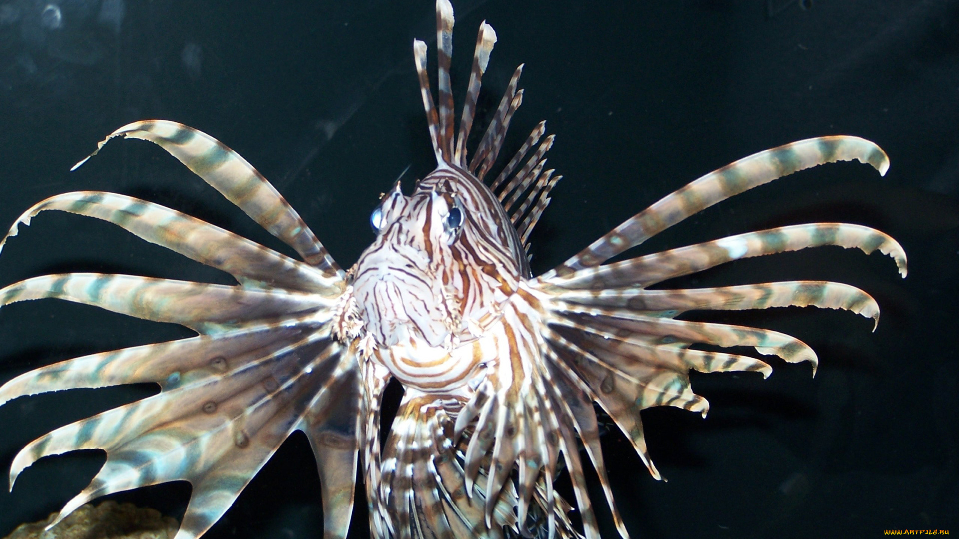 животные, рыбы, пестрый