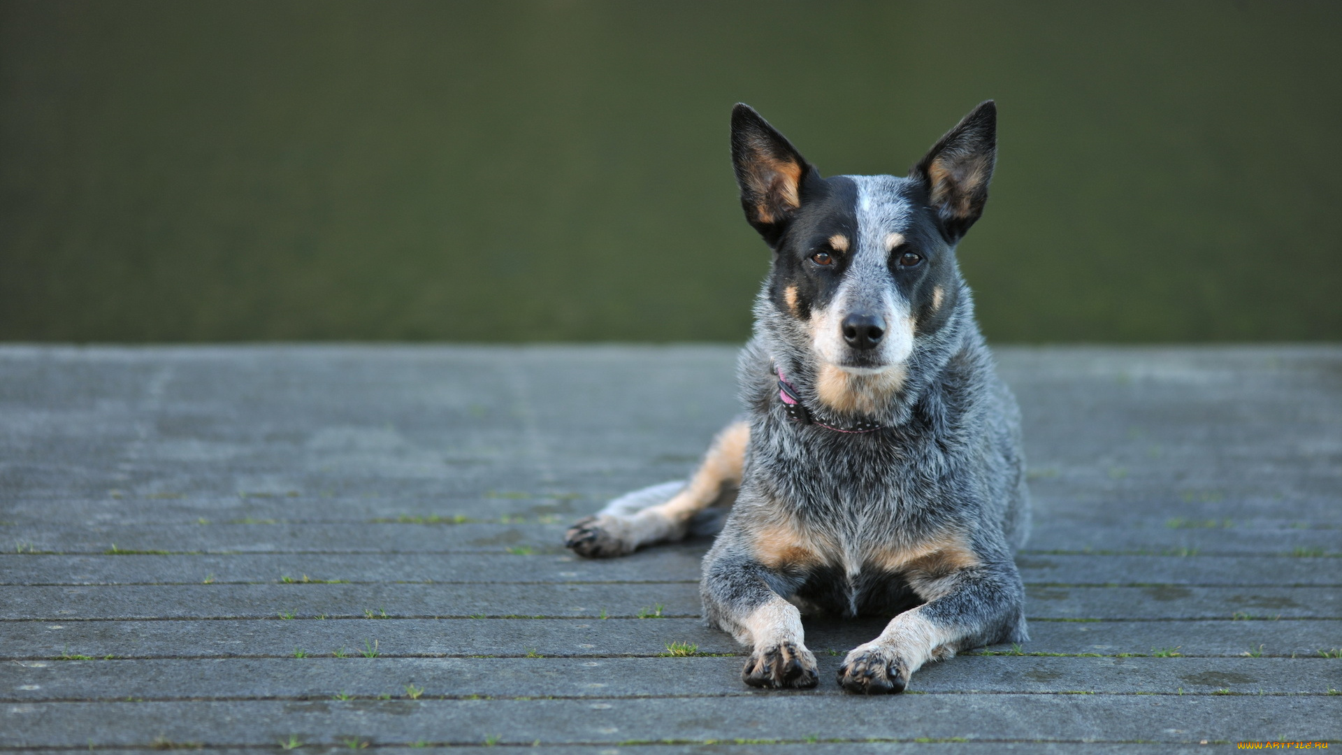 животные, собаки, australian, cattle, dog, собака, взгляд