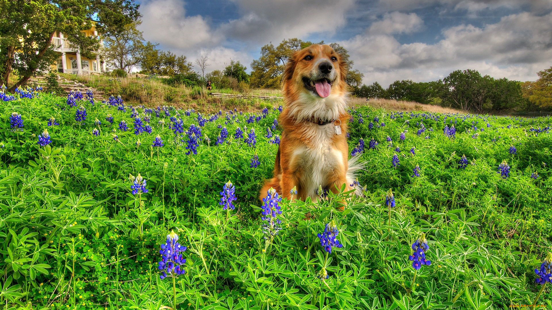животные, собаки, дом, луг, цветы, собака
