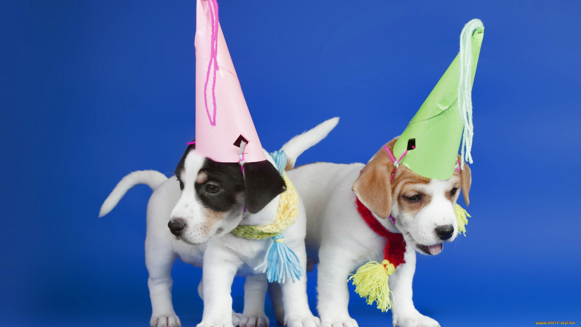 животные, собаки, колпаки, щенки