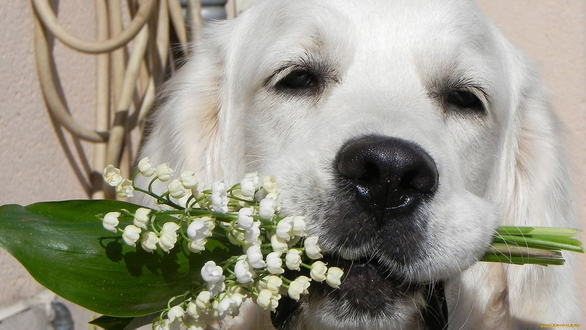 животные, собаки, ландыши