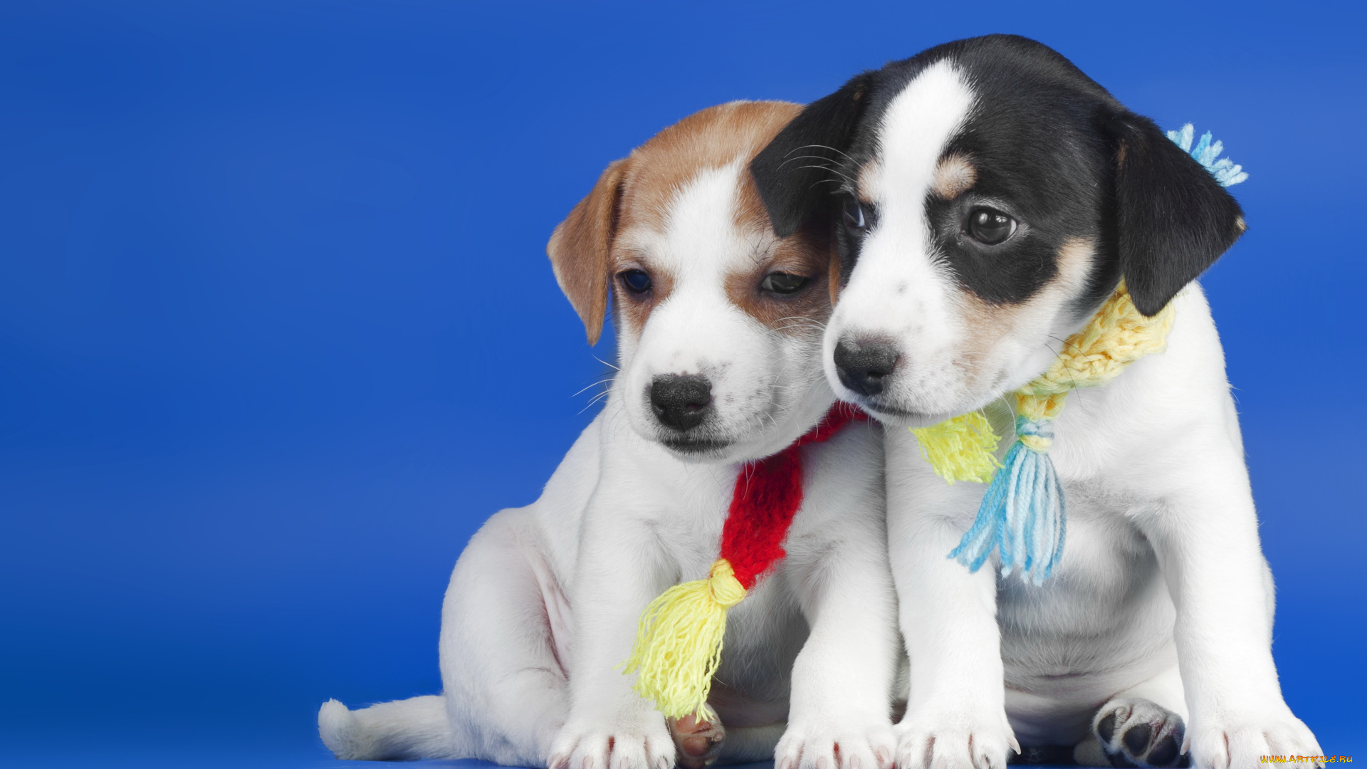 животные, собаки, щенки