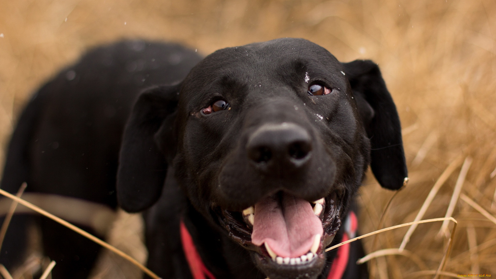 животные, собаки, собака, взгляд