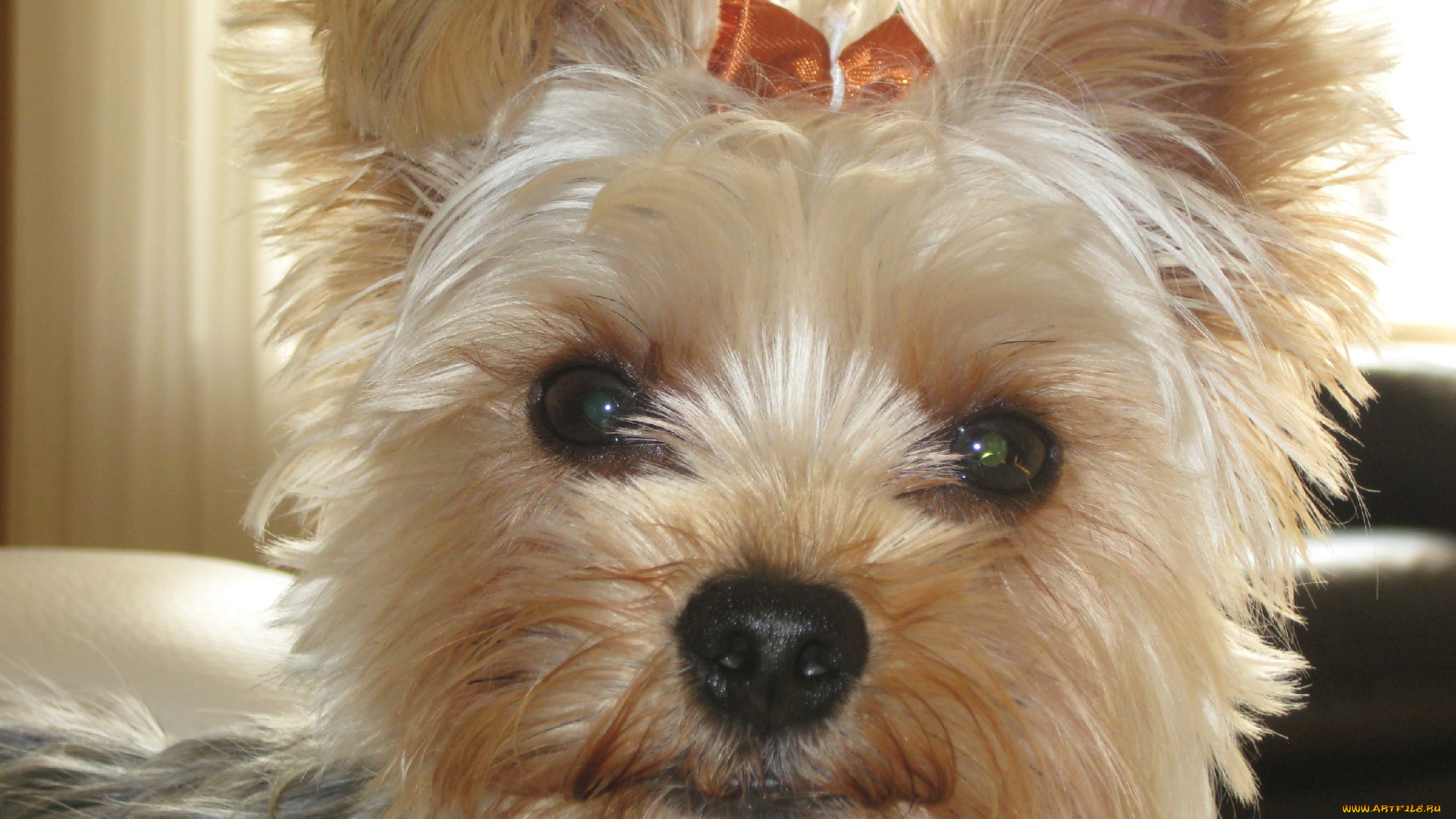 животные, собаки, yorkshire, terrier