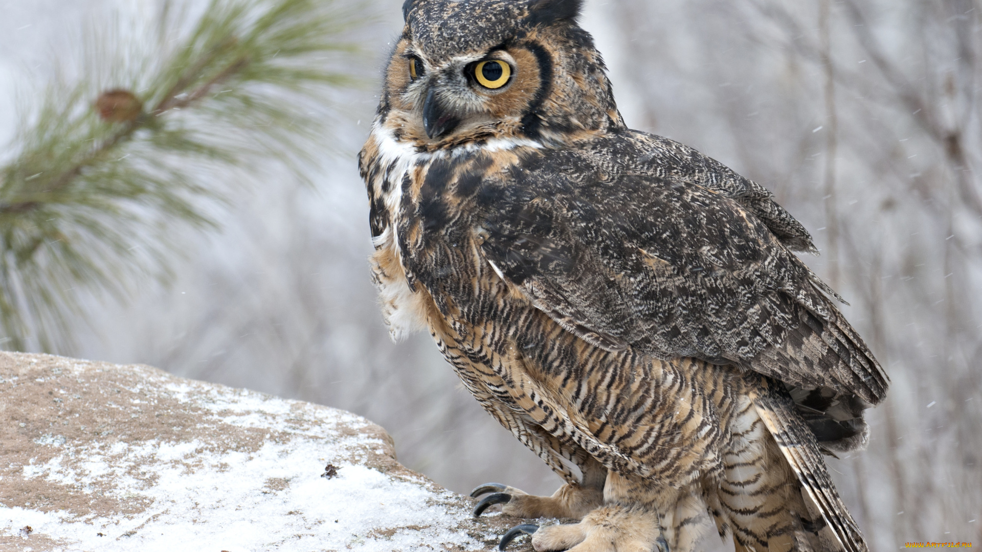 животные, совы, пестрый