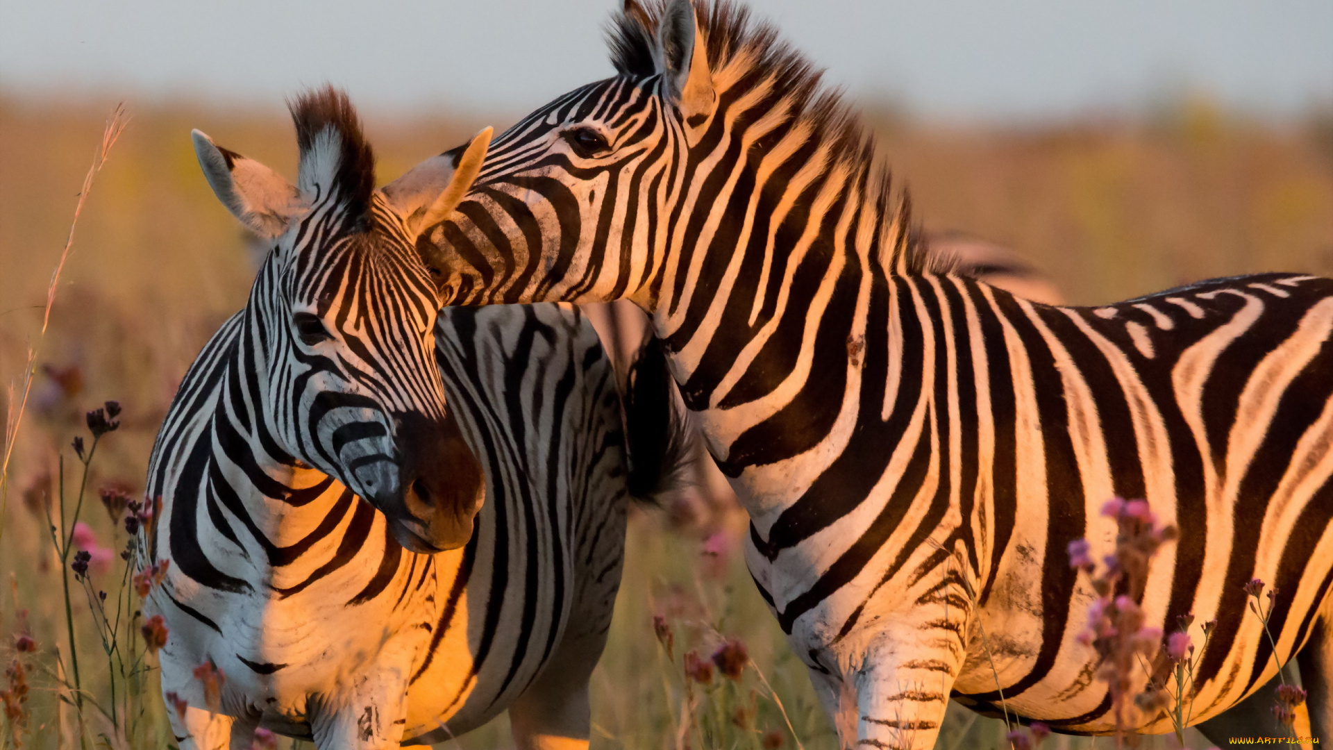 животные, зебры, природа