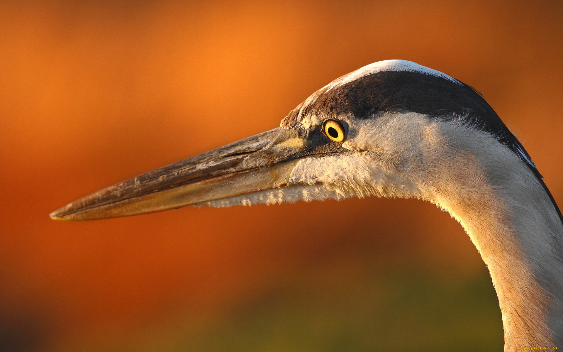 животные, цапли, макро, птица, heron
